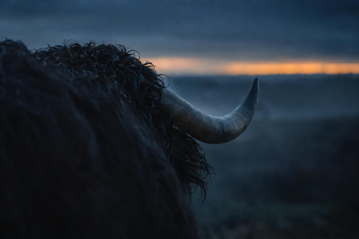 The curve of a bull's horn against the last light, the rest of it lost in the mist